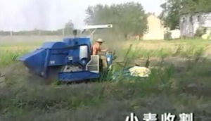 柳林小麦收割机作业视频