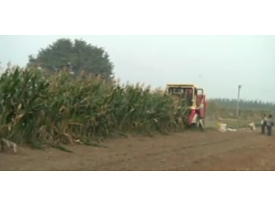 中农博远4YZ-3自走式玉米收获机作业视频