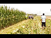 花溪玉田4YZB-2型自走式玉米收获机河南焦作收割现场视频