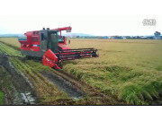 久保田SRH1400全喂入水稻收割机作业视频