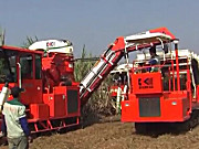 广东科利亚4GZ-130型切段式甘蔗联合收割机作业视频