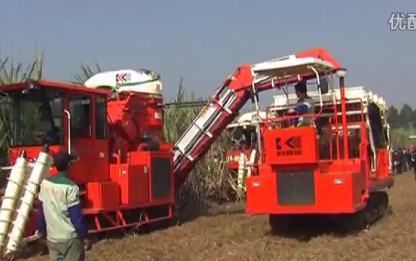 广东科利亚4GZ-130型切段式甘蔗联合收割机作业视频