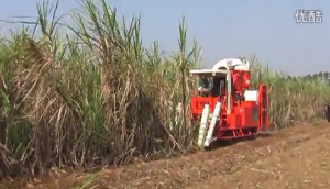 广东科利亚4GZ-91型切段式甘蔗联合收割机作业视频