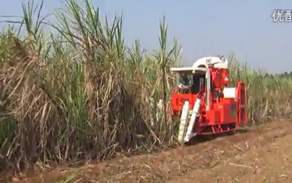 廣東科利亞4GZ-91型切段式甘蔗聯合收割機作業視頻